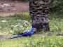Day02 - 47 * Hyacinth Macaw